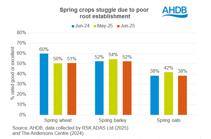 Spring crops June 2025 conditions